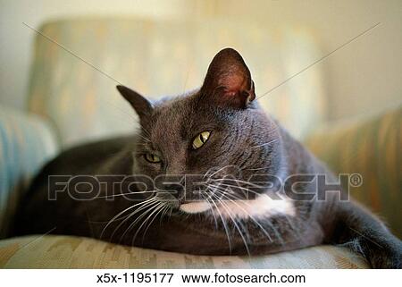Stock Photo - Grey cat with green eyes. Fotosearch