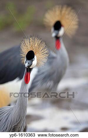 Stock Image - Grey Crowned Crane Balearica regulorum, portrait, Serengeti National Park, Tanzania. Fotosearch