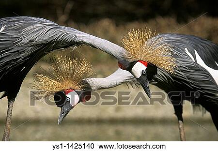 Stock Image - GREY-CROWNED CRANE balearica regulorum, NAKURU PARK IN KENYA. Fotosearch