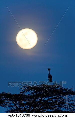 Stock Photograph - Grey Crowned Crane Balearica regulorum under the moon at night, Serengeti National Park, Tanzania. Fotosearch
