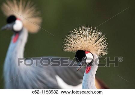 Grey crowned-crane (Balearica regulorum) portrait, Maasai Mara National Reserve, Kenya View Large Photo Image Stock Image - Grey crowned-crane (Balearica regulorum) portrait, Maasai Mara National Reserve, Kenya. Fotosearch