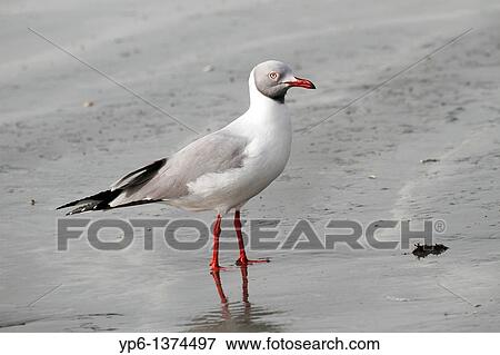 Stock Photo - Grey-headed Gull Larus cirrocephalus, standing on beach, The Gambia, Africa. Fotosearch