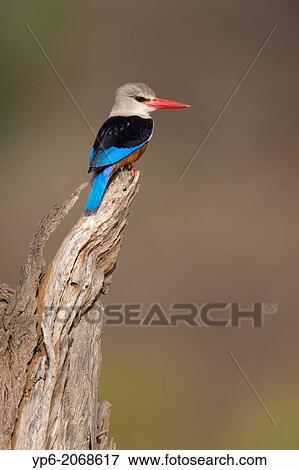 Grey-headed Kingfisher (Halcyon leucocephala) perched on branch, Samburu National Reserve, Kenya. View Large Photo Image Stock Photo - Grey-headed Kingfisher (Halcyon leucocephala) perched on branch, Samburu National Reserve, Kenya.. Fotosearch