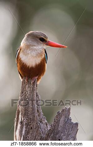 Stock Photograph - Grey Headed Kingfisher Halcyon leucocephala. Fotosearch