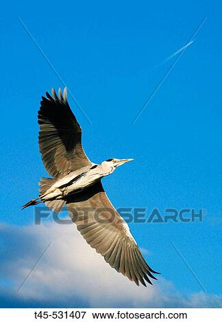 Grey Heron (Ardea cinerea). Aiguamolls de l? Empord? Natural Park (Spain) View Large Photo Image Stock Photo - Grey Heron (Ardea cinerea). Aiguamolls de l? Empord? Natural Park (Spain). Fotosearch