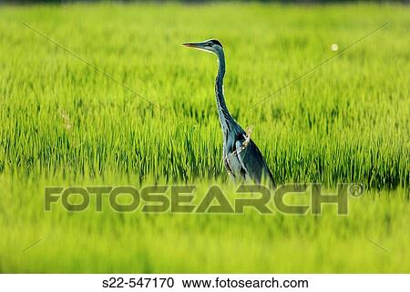 Grey heron, Ardea cinerea. Albufera de Valencia NP, Comunidad Valenciana. Spain. View Large Photo Image Stock Image - Grey heron, Ardea cinerea. Albufera de Valencia NP, Comunidad Valenciana. Spain.. Fotosearch