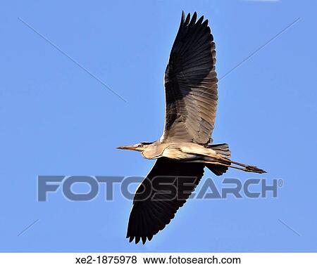 Grey Heron - Ardea cinerea, Crete View Large Photo Image Stock Photo - Grey Heron - Ardea cinerea, Crete. Fotosearch