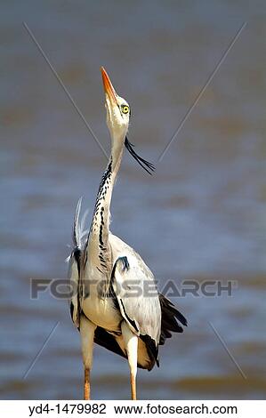 Stock Image - Grey heron Ardea cinerea, fishing, Kruger National Park, South Africa. Fotosearch