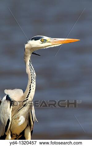 Stock Photo - Grey heron Ardea cinerea, fishing, Kruger National Park, South Africa. Fotosearch