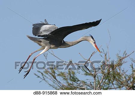 Grey Heron (Ardea cinerea), France View Large Photo Image Stock Photo - Grey Heron (Ardea cinerea), France. Fotosearch