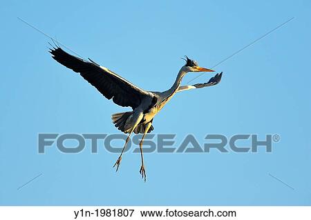 Grey Heron, Ardea cinerea, in flight, Spring, Franconia, Bavaria, Germany, Europe. View Large Photo Image Stock Photo - Grey Heron, Ardea cinerea, in flight, Spring, Franconia, Bavaria, Germany, Europe.. Fotosearch