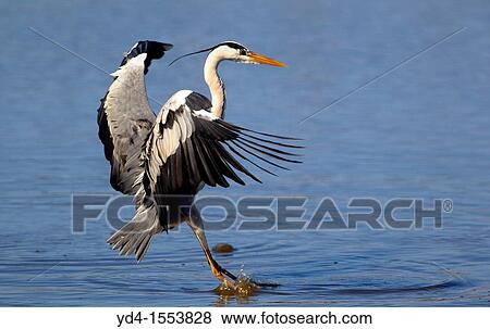 Stock Photo - Grey Heron Ardea cinerea, in the water, Kruger National Park, South Africa. Fotosearch