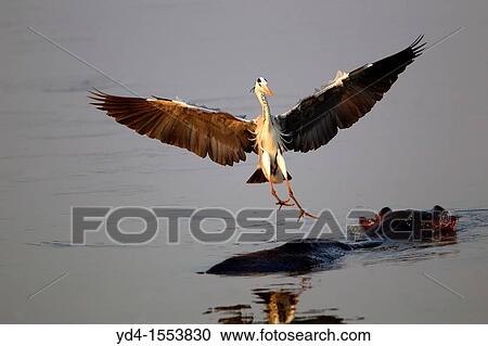 Grey Heron Ardea cinerea, landing on a Hippopotamus Hippopotamus amphibius, Kruger National Park, South Africa View Large Photo Image Stock Image - Grey Heron Ardea cinerea, landing on a Hippopotamus Hippopotamus amphibius, Kruger National Park, South Africa. Fotosearch