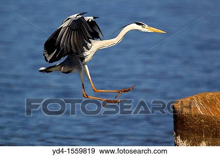 Stock Photo - Grey Heron Ardea cinerea, landing on a rainforced concrete structure, Kruger National Park, South Africa. Fotosearch