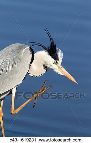 Grey Heron Ardea cinerea - Preening at the lakeshore Sunset Dam, Kruger National Park, South Africa View Large Photo Image Stock Image - Grey Heron Ardea cinerea - Preening at the lakeshore Sunset Dam, Kruger National Park, South Africa. Fotosearch