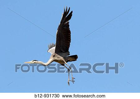 Grey Heron (Ardea cinerea) View Large Photo Image Stock Image - Grey Heron (Ardea cinerea). Fotosearch