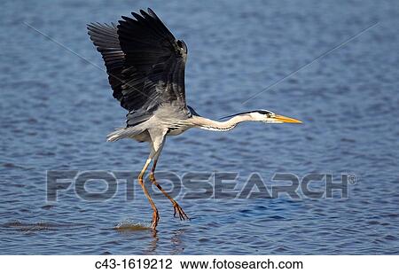 Grey Heron Ardea cinerea - The heron is going to land on the back of a hippopotamus Hippopotamus amphibius in order to use it as a base for hunting fish in the lake Sunset Dam, Kruger National Park, South Africa View Large Photo Image Stock Image - Grey Heron Ardea cinerea - The heron is going to land on the back of a hippopotamus Hippopotamus amphibius in order to use it as a base for hunting fish in the lake Sunset Dam, Kruger National Park, South Africa. Fotosearch