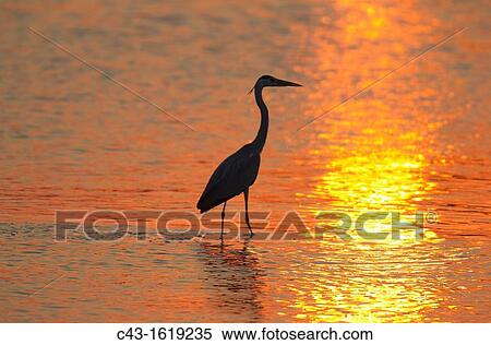 Grey Heron Ardea cinerea - The heron uses the back of a hippopotamus Hippopotamus amphibius as a base for hunting fish in the lake View Large Photo Image Stock Photography - Grey Heron Ardea cinerea - The heron uses the back of a hippopotamus Hippopotamus amphibius as a base for hunting fish in the lake. Fotosearch
