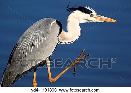 Grey Heron Ardea cinereal, Kruger National Park, South Africa View Large Photo Image Stock Image - Grey Heron Ardea cinereal, Kruger National Park, South Africa. Fotosearch