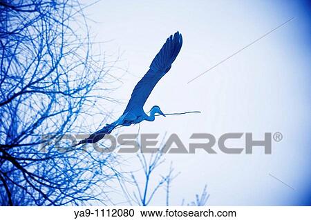 Grey Heron building nest View Large Photo Image Stock Image - Grey Heron building nest. Fotosearch
