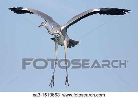 Stock Image - Grey heron in flight, Ardea cinerea, front view. Fotosearch