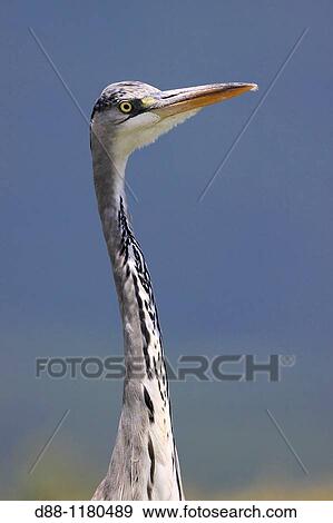 Stock Photo - Grey Heron Kerkini lake Greece Ardea cinerea Order: Ciconiiformes Family: Ardeidae.. Fotosearch