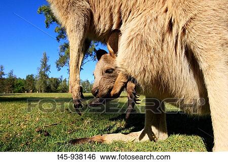 Stock Photograph - Grey Kangaroo (Macropus giganteus), Queensland, Australia. Fotosearch