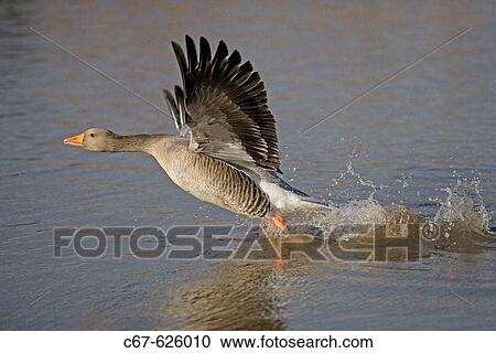 Grey Lag Goose (Anser anser) View Large Photo Image Stock Image - Grey Lag Goose (Anser anser). Fotosearch