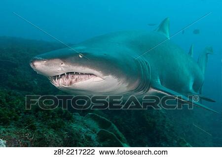 Grey Nurse Shark (Carcharias taurus) Large adult patrolling along rocky reef wall. Australia Fish Rock. View Large Photo Image Stock Image - Grey Nurse Shark (Carcharias taurus) Large adult patrolling along rocky reef wall. Australia Fish Rock.. Fotosearch