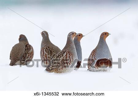 Grey Partridge Perdix perdix, covey alert on snow covered field in winter View Large Photo Image Stock Image - Grey Partridge Perdix perdix, covey alert on snow covered field in winter. Fotosearch