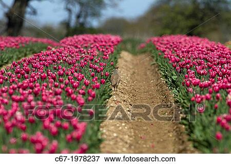 Grey Partridge Perdix perdix in tulip bulb field. View Large Photo Image Stock Photo - Grey Partridge Perdix perdix in tulip bulb field.. Fotosearch