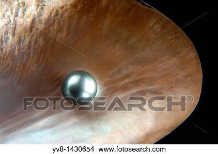 Grey pearl inside shell View Large Photo Image Picture - Grey pearl inside shell. Fotosearch