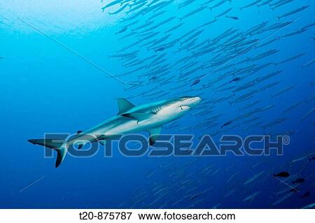 Grey Reef Shark and Barracudas, Carcharhinus amblyrhynchos, Ulong Channel, Micronesia, Palau View Large Photo Image Stock Photo - Grey Reef Shark and Barracudas, Carcharhinus amblyrhynchos, Ulong Channel, Micronesia, Palau. Fotosearch