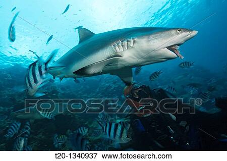 Grey Reef Shark at Shark Feeding, Carcharhinus amblyrhynchos, Beqa Lagoon, Viti Levu, Fiji View Large Photo Image Stock Photo - Grey Reef Shark at Shark Feeding, Carcharhinus amblyrhynchos, Beqa Lagoon, Viti Levu, Fiji. Fotosearch