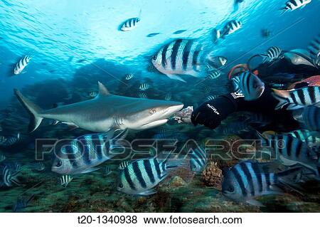 Grey Reef Shark at Shark Feeding, Carcharhinus amblyrhynchos, Beqa Lagoon, Viti Levu, Fiji View Large Photo Image Stock Photo - Grey Reef Shark at Shark Feeding, Carcharhinus amblyrhynchos, Beqa Lagoon, Viti Levu, Fiji. Fotosearch