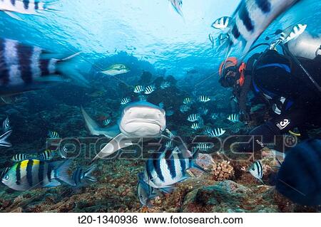 Grey Reef Shark at Shark Feeding, Carcharhinus amblyrhynchos, Beqa Lagoon, Viti Levu, Fiji View Large Photo Image Stock Photograph - Grey Reef Shark at Shark Feeding, Carcharhinus amblyrhynchos, Beqa Lagoon, Viti Levu, Fiji. Fotosearch