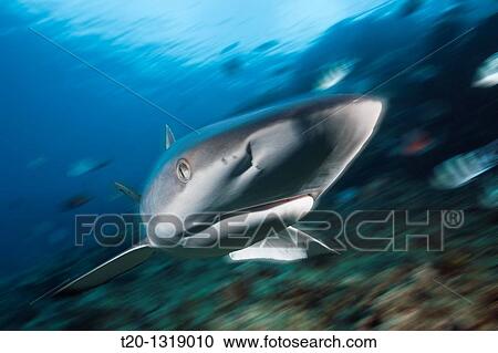 Stock Image - Grey Reef Shark, Carcharhinus amblyrhynchos, Beqa Lagoon, Viti Levu, Fiji. Fotosearch