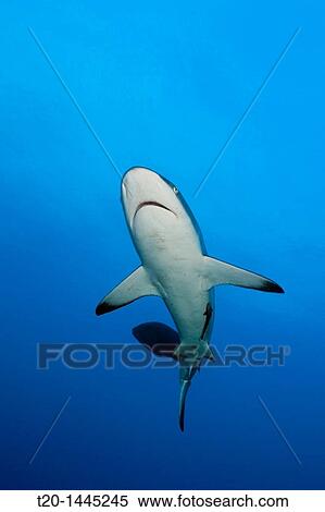 Grey Reef Shark, Carcharhinus amblyrhynchos, Nagali, Fiji View Large Photo Image Stock Photography - Grey Reef Shark, Carcharhinus amblyrhynchos, Nagali, Fiji. Fotosearch