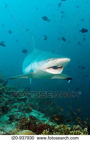 Stock Image - Grey Reef Shark with Cleaner Wrasse, Carcharhinus amblyrhynchos, Labroides dimidiatus, Hafsaa Thila, North Ari Atoll, Maldives. Fotosearch