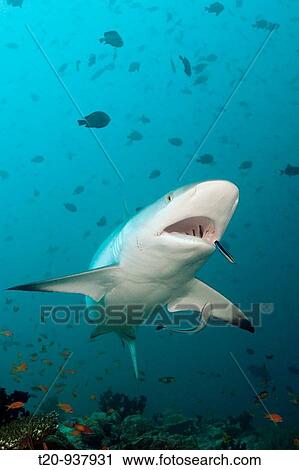 Grey Reef Shark with Cleaner Wrasse, Carcharhinus amblyrhynchos, Labroides dimidiatus, Hafsaa Thila, North Ari Atoll, Maldives View Large Photo Image Stock Image - Grey Reef Shark with Cleaner Wrasse, Carcharhinus amblyrhynchos, Labroides dimidiatus, Hafsaa Thila, North Ari Atoll, Maldives. Fotosearch