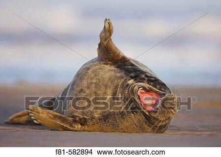 Grey Seal (Grypus halichoerus) bull calling. North Lincolnshire, UK. November 2005. View Large Photo Image Picture - Grey Seal (Grypus halichoerus) bull calling. North Lincolnshire, UK. November 2005.. Fotosearch