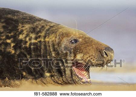 Grey Seal (Grypus halichoerus) bull calling aggressively. North Lincolnshire, UK. November 2005. View Large Photo Image Stock Photo - Grey Seal (Grypus halichoerus) bull calling aggressively. North Lincolnshire, UK. November 2005.. Fotosearch