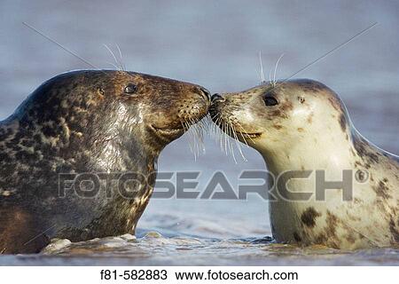 Grey Seal (Grypus halichoerus) male & female nose to nose. North Lincolnshire, UK. November 2005. View Large Photo Image Stock Image - Grey Seal (Grypus halichoerus) male & female nose to nose. North Lincolnshire, UK. November 2005.. Fotosearch