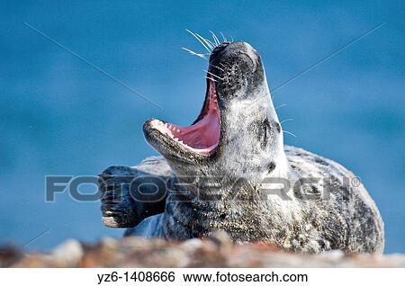 Grey seal Halichoerus grypos yawning Helgoland, Germany View Large Photo Image Stock Photograph - Grey seal Halichoerus grypos yawning Helgoland, Germany. Fotosearch