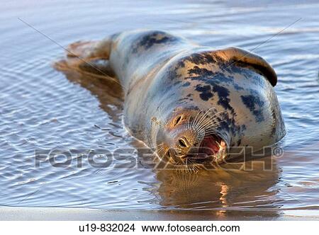 Grey Seal Halichoerus grypus at Donna Nook, Lincolnshire, England, UK View Large Photo Image Picture - Grey Seal Halichoerus grypus at Donna Nook, Lincolnshire, England, UK. Fotosearch