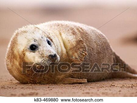 Grey Seal (Halichoerus grypus). Donna Nook National Nature Reserve, England. UK View Large Photo Image Stock Image - Grey Seal (Halichoerus grypus). Donna Nook National Nature Reserve, England. UK. Fotosearch