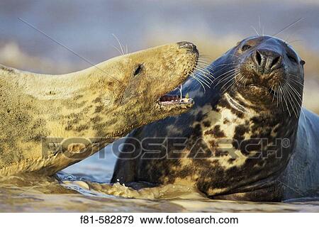 Grey Seal (Halichoerus grypus) female calling aggressively towards male (bull). North Lincolnshire, UK. November 2005. View Large Photo Image Stock Photo - Grey Seal (Halichoerus grypus) female calling aggressively towards male (bull). North Lincolnshire, UK. November 2005.. Fotosearch