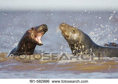 Grey Seal (Halichoerus grypus) female calling aggressively towards male (bull) in sea. North Lincolnshire, UK. November 2005. View Large Photo Image Stock Photograph - Grey Seal (Halichoerus grypus) female calling aggressively towards male (bull) in sea. North Lincolnshire, UK. November 2005.. Fotosearch