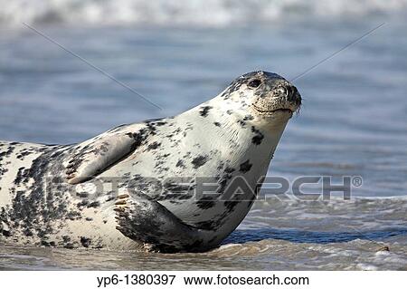 Grey Seal, Halichoerus grypus, lying on beach, Heligoland, Germany View Large Photo Image Stock Photo - Grey Seal, Halichoerus grypus, lying on beach, Heligoland, Germany. Fotosearch