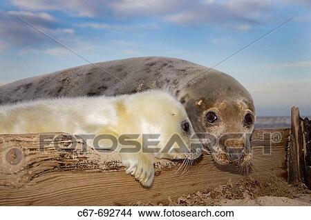 Grey Seal, Halichoerus grypus, Pup & Female View Large Photo Image Picture - Grey Seal, Halichoerus grypus, Pup & Female. Fotosearch
